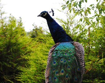 Peacock in an english forest - Fine Art photography print - Nature - Bird Photograpy - Home Decor - Wall Art