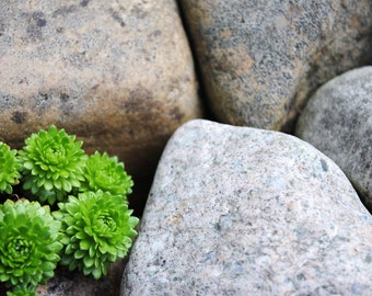 Green vs Gray, Plant And Stone Detail, Fine Art Photography Print, Nature Photography,  Unique Home Decor, Wall Art, Gifts, Photo Prints