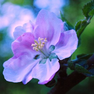 Pink Blossom Flower, Fine Art Photography Print, Blue Green Lilac, Spring Flower, Pink, Flower Photography,  Flower Home Decor, Wall Art