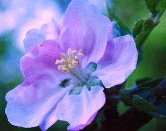 Pink Blossom Flower, Fine Art Photography Print, Blue Green Lilac, Spring Flower, Pink, Flower Photography,  Flower Home Decor, Wall Art