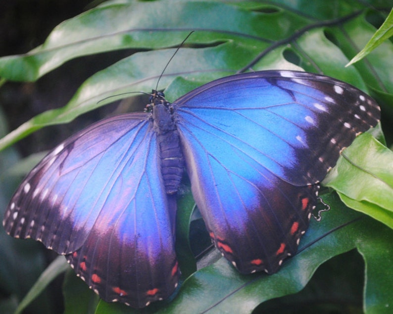 Electric Blue Butterfly, Fine Art Photography Print, Butterfly