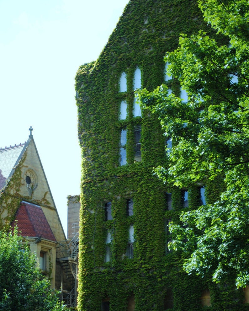 The Ivy House, sky reflected in the windows, original signed Fine Art photo giclee print image 3