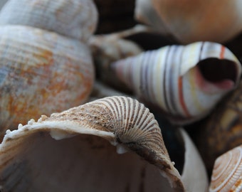 Sea Shells, Fine Art Photography Print, Beach Photography, Sea Shells Home Decor Photo, Natural Shells, Pastel Home Decor, Wall Art