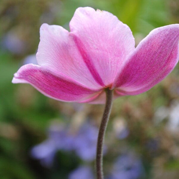 Graceful shape, baby pink flower, green background, signed Fine Art Photo giclee print, (whimsical)