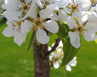 Apple Blossoms, Fine Art Photography Print, White blossoms, Green, Spring Photography, Floral Spring Decor, Wall Art, Blossoms Photo Prints