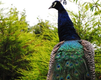 Peacock In An English Forest, Fine Art Photography Print, Peacock Photo, Nature Photography, Green, Peacock Decor, Wall Art, Photo Prints