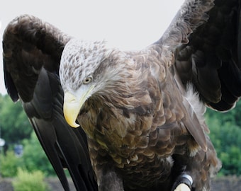 Sea Eagle Spreading His Wings, Fine Art Photography Print, Brown, Silver, Spooky, Bird Photography, Home Decor, Wall Art, Eagle Photo Prints