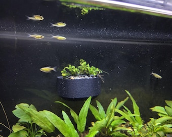 Aquarium Wall Planter