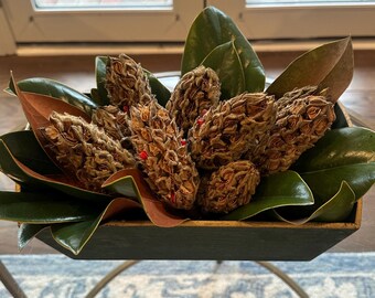 Dried Southern Magnolia Seed Pods — Natural Magnolia Grandiflora from North Carolina