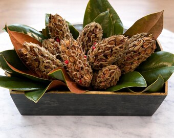 Dried Southern Magnolia Seed Pods — Natural Magnolia Grandiflora from North Carolina