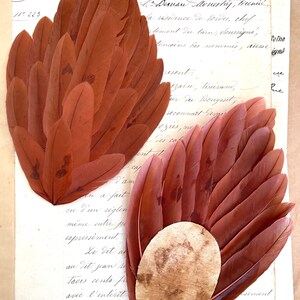 Fantastic Special Sale ! 2 Vintage /Antique Rust/Brown Feather Pads Millinery Trim
