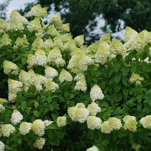 May include: A dense hydrangea shrub featuring numerous cone-shaped flower clusters in shades of creamy white and pale lime green. The plant has abundant dark green, serrated leaves that provide a lush backdrop for the many blooming flower heads.