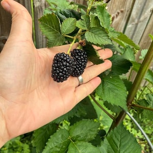 May include: Two ripe, dark purple blackberries with a textured surface attached to a green stem with serrated leaves. A single, smaller, unripe green berry is visible at the top of the plant, which is supported by a thin metal wire structure.