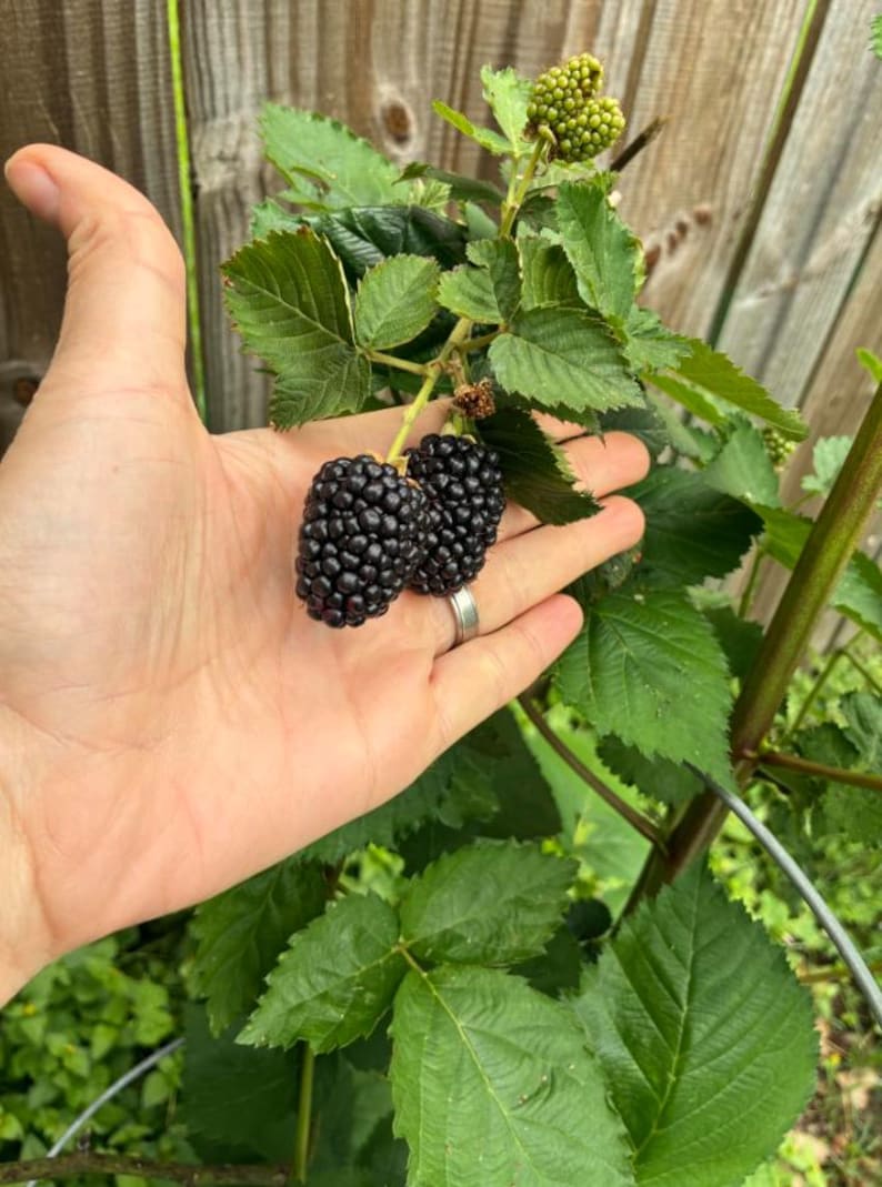May include: Two ripe, dark purple blackberries with a textured surface attached to a green stem with serrated leaves. A single, smaller, unripe green berry is visible at the top of the plant, which is supported by a thin metal wire structure.