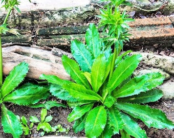Live Culantro Plant – 4-inch Tall – 3.5-inch Pot – Aromatic Culinary Herb for Home Gardens