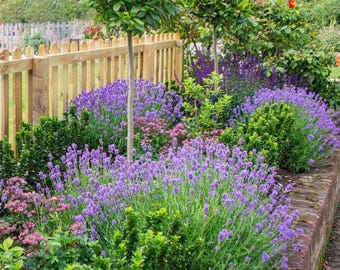 Live Lavender Provence Plant – 5-inch Tall – 3.5-inch Pot – Fragrant Garden Herb