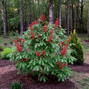 May include: A red buckeye shrub featuring vibrant, upright, cone-shaped clusters of bright red flowers and palmately compound green leaves. The plant is situated in a garden bed with dark mulch, surrounded by a forest of tall, thin trees.