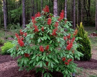 May include: A red buckeye shrub featuring vibrant, upright, cone-shaped clusters of bright red flowers and palmately compound green leaves. The plant is situated in a garden bed with dark mulch, surrounded by a forest of tall, thin trees.