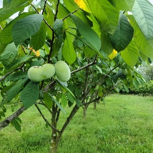 May include: A pawpaw tree with large, vibrant green leaves and several smooth, light green, oblong-shaped fruits hanging from the thin, woody branches. The tree is situated in an orchard setting with a grassy field extending into the distance.