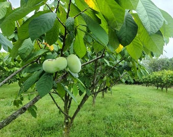 May include: A pawpaw tree with large, vibrant green leaves and several smooth, light green, oblong-shaped fruits hanging from the thin, woody branches. The tree is situated in an orchard setting with a grassy field extending into the distance.