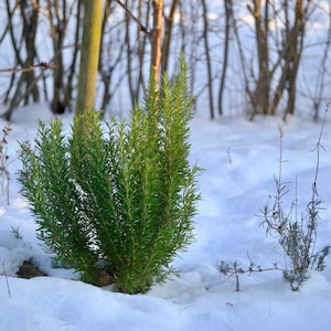 May include: A vibrant green rosemary plant stands out against a snowy backdrop. The evergreen shrub, with its needle-like leaves, is surrounded by a blanket of white snow. Bare trees and a wire fence are visible in the background, creating a winter scene.