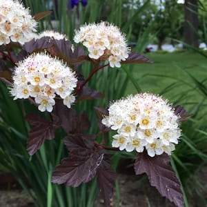 May include: A flowering shrub featuring clusters of small white blossoms with yellow centers, set against deep dark purple foliage. The plant displays multiple rounded flower heads with delicate petals and prominent stamens, contrasting with the dark, serrated leaves.