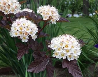 May include: A flowering shrub featuring clusters of small white blossoms with yellow centers, set against deep dark purple foliage. The plant displays multiple rounded flower heads with delicate petals and prominent stamens, contrasting with the dark, serrated leaves.