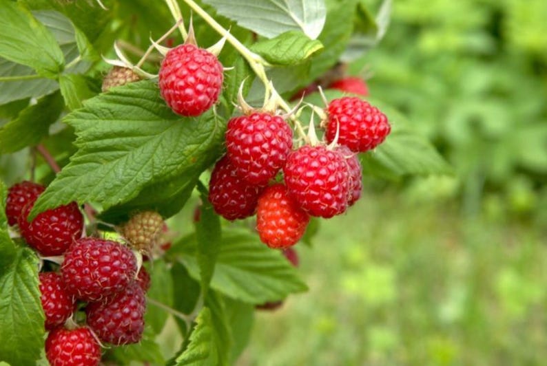May include: A cluster of ripe, vibrant red raspberries hanging from a green leafy stem. The berries feature a textured, bumpy surface and are attached to thin, light-colored stalks. Several green leaves surround the fruit, showing detailed veins.