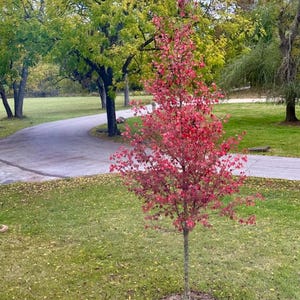 Sun Valley Maple Live Plant – Quart Pot – Deciduous Ornamental Tree with Brilliant Fall Color – Hardy Landscape Tree