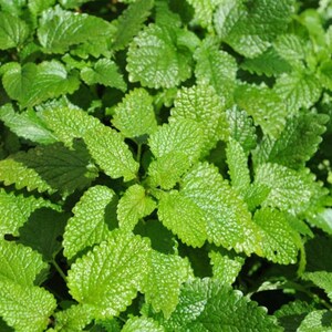 May include: Close-up of vibrant green lemon balm leaves. The leaves have a textured surface and are densely packed together, creating a lush, natural scene. The image highlights the fresh, bright green color of the plant.