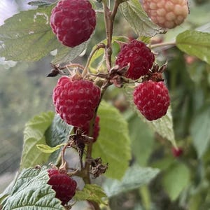 May include: A cluster of ripe, deep red raspberries hanging from a green stem with serrated leaves. The berries feature a textured, bumpy surface. One pale, unripe raspberry is visible near the top, along with several dried brown calyxes.