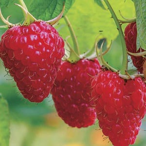May include: Three ripe, vibrant red raspberries hang from green stems with small, fine hairs visible on their textured surfaces. The berries are clustered together, showing their conical shape and individual drupelets against green leaves.