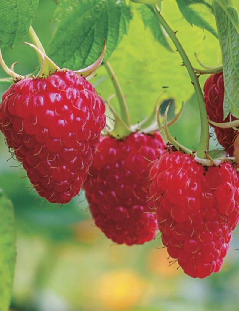 May include: Three ripe, vibrant red raspberries hang from green stems with small, fine hairs visible on their textured surfaces. The berries are clustered together, showing their conical shape and individual drupelets against green leaves.