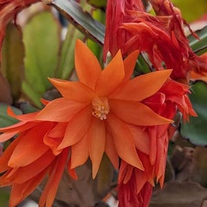K&ouml;nnte beinhalten: Nahaufnahme einer leuchtend orangefarbenen Blume mit mehreren Bl&uuml;tenbl&auml;tterschichten. Das Zentrum der Blume hat einen strukturierten, hellfarbigen Kern. Weitere Bl&uuml;ten und gr&uuml;nes Laub sind im Hintergrund zu sehen. Das Bild zeigt eine Pflanze mit auff&auml;lligen Bl&uuml;ten.
