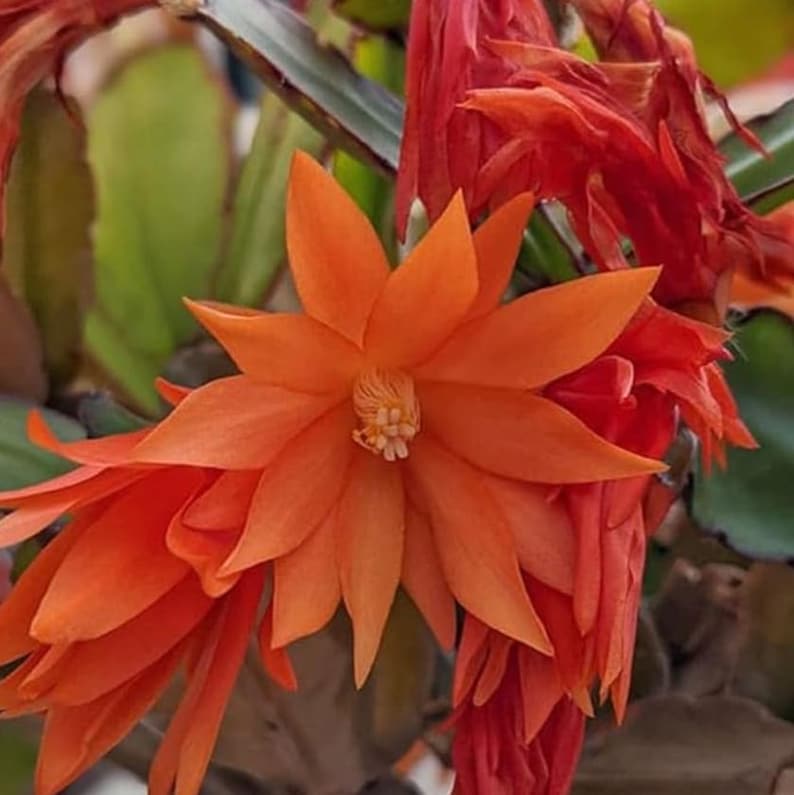 K&ouml;nnte beinhalten: Nahaufnahme einer leuchtend orangefarbenen Blume mit mehreren Bl&uuml;tenbl&auml;tterschichten. Das Zentrum der Blume hat einen strukturierten, hellfarbigen Kern. Weitere Bl&uuml;ten und gr&uuml;nes Laub sind im Hintergrund zu sehen. Das Bild zeigt eine Pflanze mit auff&auml;lligen Bl&uuml;ten.