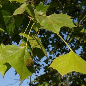 May include: A branch of a sycamore tree featuring broad, palmately lobed green leaves with distinct veining. Two small, spherical, textured seed balls hang from thin, light-colored stems among the foliage against a clear blue sky.
