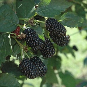 May include: A cluster of ripe, dark purple blackberries hanging from a green leafy branch. The berries have a textured, bumpy surface and are attached to thin stems. One partially visible red berry is tucked behind the dark fruit.