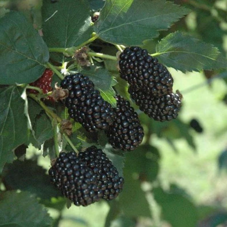 May include: A cluster of ripe, dark purple blackberries hanging from a green leafy branch. The berries have a textured, bumpy surface and are attached to thin stems. One partially visible red berry is tucked behind the dark fruit.