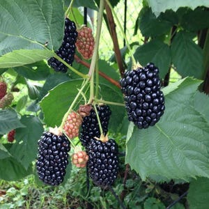 May include: A cluster of blackberries hanging from a green vine with serrated leaves. The fruit includes several ripe, glossy black berries with a bumpy texture and a few smaller, unripe berries that are pale pink and green in color.