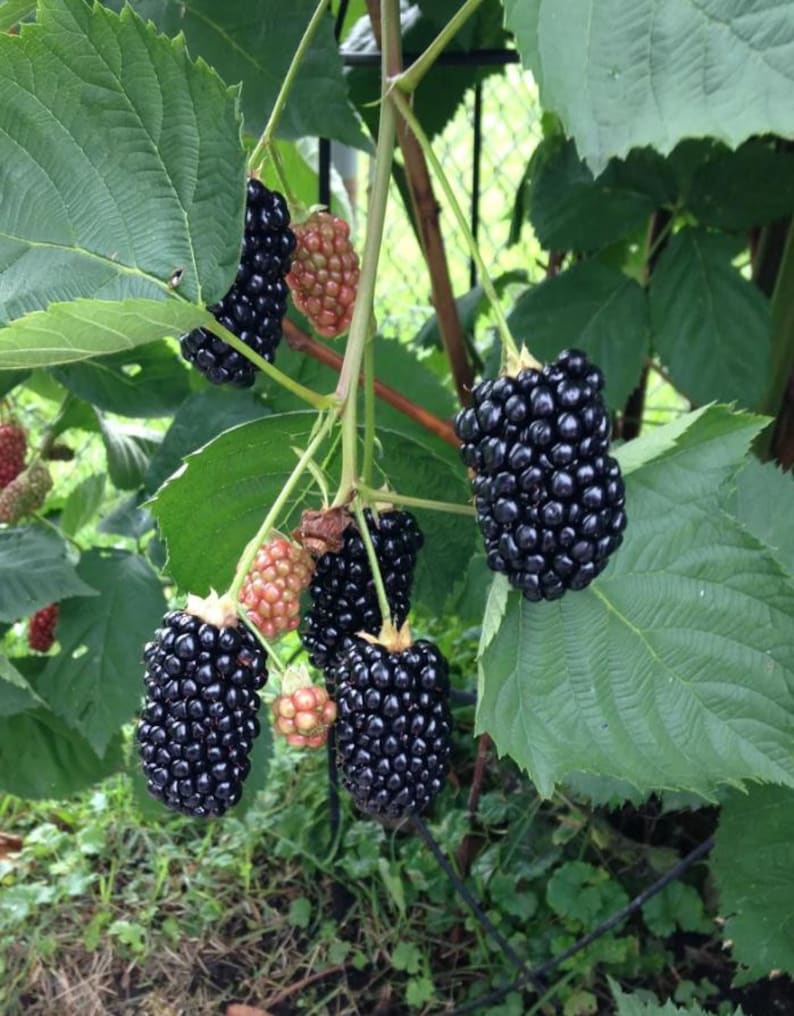 May include: A cluster of blackberries hanging from a green vine with serrated leaves. The fruit includes several ripe, glossy black berries with a bumpy texture and a few smaller, unripe berries that are pale pink and green in color.