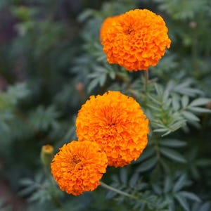 May include: Close-up of vibrant orange marigold flowers in full bloom. The flowers have a dense, layered petal structure and are set against a backdrop of green foliage. The image captures the natural beauty of the garden.
