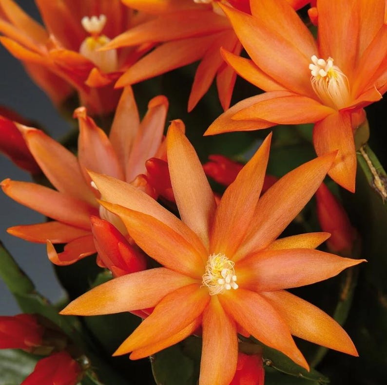 K&ouml;nnte beinhalten: Nahaufnahme von leuchtend orangefarbenen Bl&uuml;ten mit mehreren spitzen Bl&uuml;tenbl&auml;ttern und einem zentralen Cluster wei&szlig;er Staubgef&auml;&szlig;e. Die Bl&uuml;ten stehen in voller Bl&uuml;te und zeigen ihre leuchtende Farbe und komplizierten Details. Natur-Themenbild.