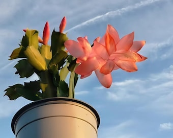 Live Orange Thanksgiving Cactus - Zygocactus - 4" Pot - Indoor Succulent - Blooming Houseplant - Easy Care