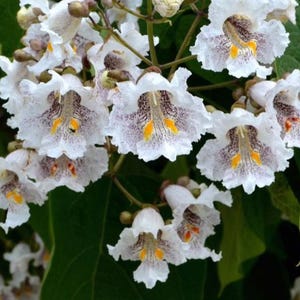 May include: A cluster of white Catalpa flowers featuring ruffled petals with purple speckled throats and bright yellow nectar guides. The bell-shaped blossoms are arranged in a dense panicle, accompanied by small round buds and large green leaves.