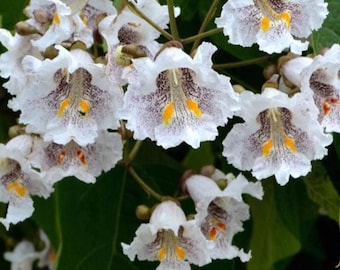 May include: A cluster of white Catalpa flowers featuring ruffled petals with purple speckled throats and bright yellow nectar guides. The bell-shaped blossoms are arranged in a dense panicle, accompanied by small round buds and large green leaves.