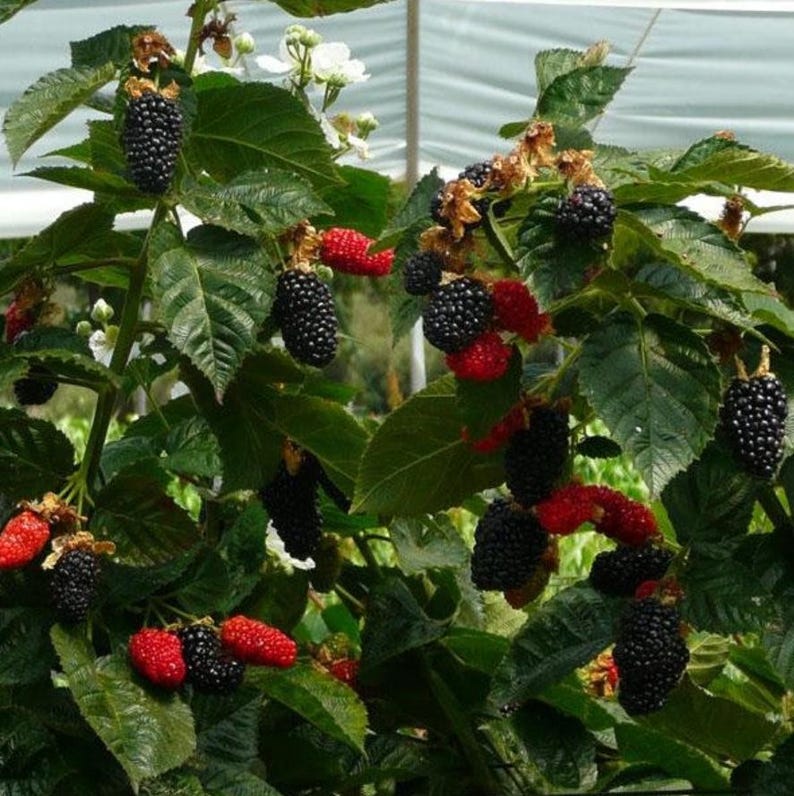 May include: A blackberry bush featuring clusters of ripe, dark purple-black berries and unripe, bright red berries. The plant has serrated green leaves and small white flowers, with the fruit showing a textured, bumpy surface on the stems.