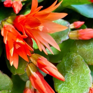 K&ouml;nnte beinhalten: Nahaufnahme von leuchtend orangefarbenen Bl&uuml;ten mit zarten Bl&uuml;tenbl&auml;ttern und gelben Spitzen, vor einem Hintergrund aus gr&uuml;nen Bl&auml;ttern. Die Bl&uuml;ten stehen in voller Bl&uuml;te und zeigen ihre komplizierten Details. Das Bild f&auml;ngt die Sch&ouml;nheit der Natur ein.