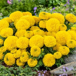 May include: A vibrant cluster of bright yellow marigold flowers in full bloom. The flowers have a dense, spherical shape and are surrounded by green foliage. The image captures the flowers in a natural outdoor setting, showcasing their sunny color and texture.