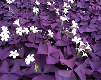 Live Purple Shamrock Plant – 3.5-inch Pot – Colorful Indoor Houseplant
