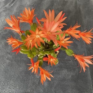 K&ouml;nnte beinhalten: Draufsicht auf eine Topfpflanze mit leuchtend orangefarbenen Bl&uuml;ten. Die Bl&uuml;ten haben lange, schmale Bl&uuml;tenbl&auml;tter und sind von gr&uuml;nen Bl&auml;ttern mit wei&szlig;en R&auml;ndern umgeben. Der Hintergrund ist grau.